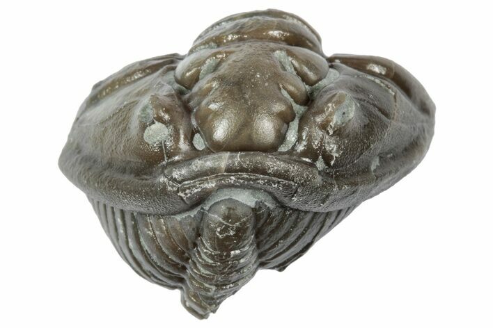 Wide Enrolled Flexicalymene Trilobite - Mt Orab, Ohio #358108